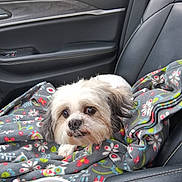 Spottie is registered to the contest to win money with this photo: dog, small_dog, blanket, fluffy, car_interior, car_seat, passenger_seat, window, door_panel, leather_seat, floral_pattern, drink_cup, straw, pet, animal, cute, companion, cozy, resting, indoors