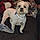 Spottie
