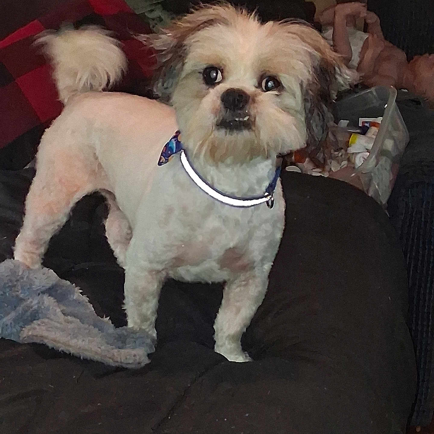 Spottie