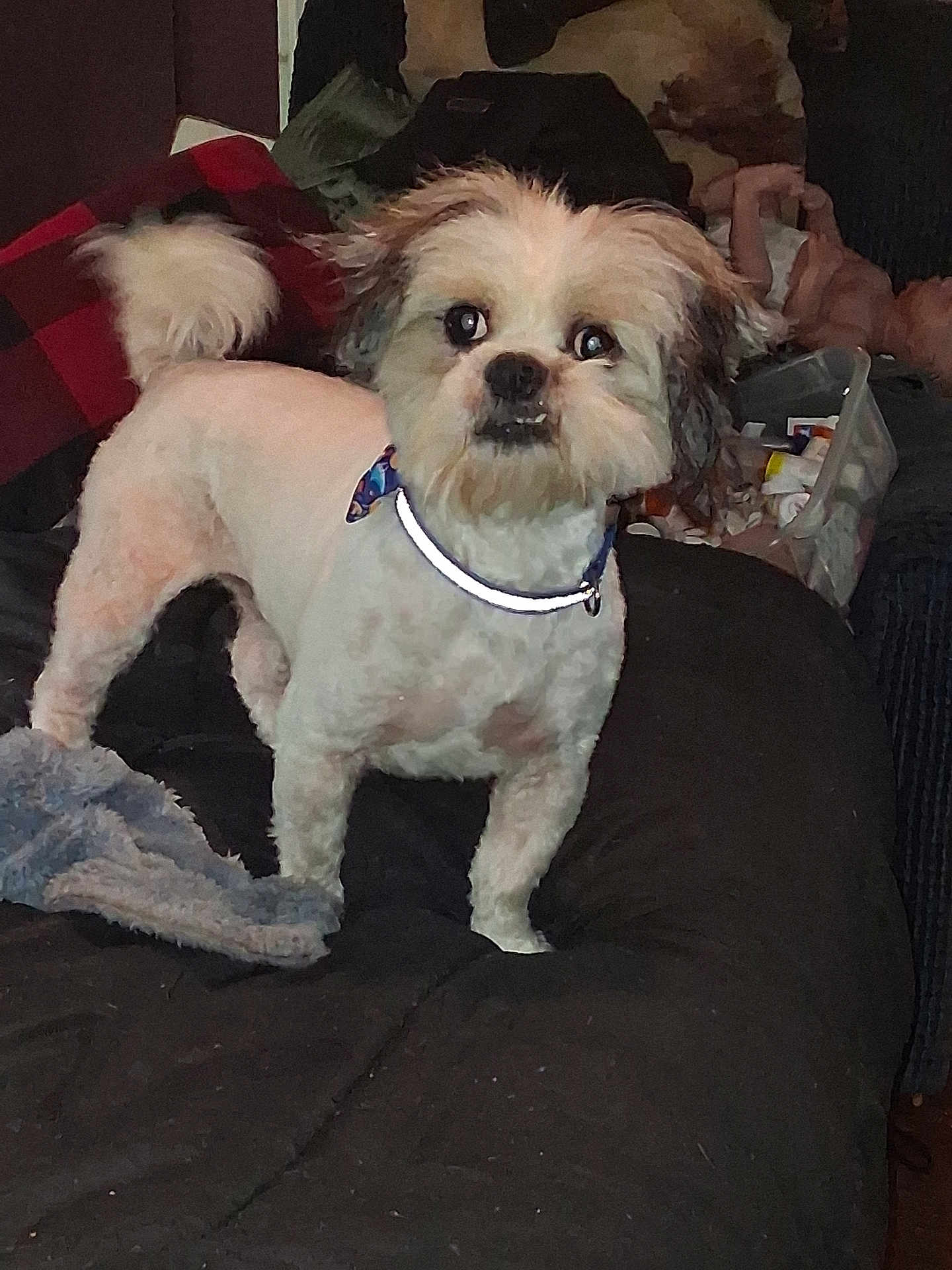 Spottie