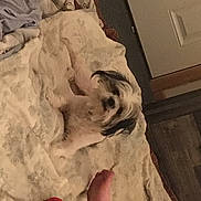 Spotty is registered to the contest to win money with this photo: art, artifact, artwork, carving, chest, clay, flesh, flooring, fur, jaw, plaster, relief, rock, room, sculpture, statue, stone_carving, trunk, visual_arts, wood