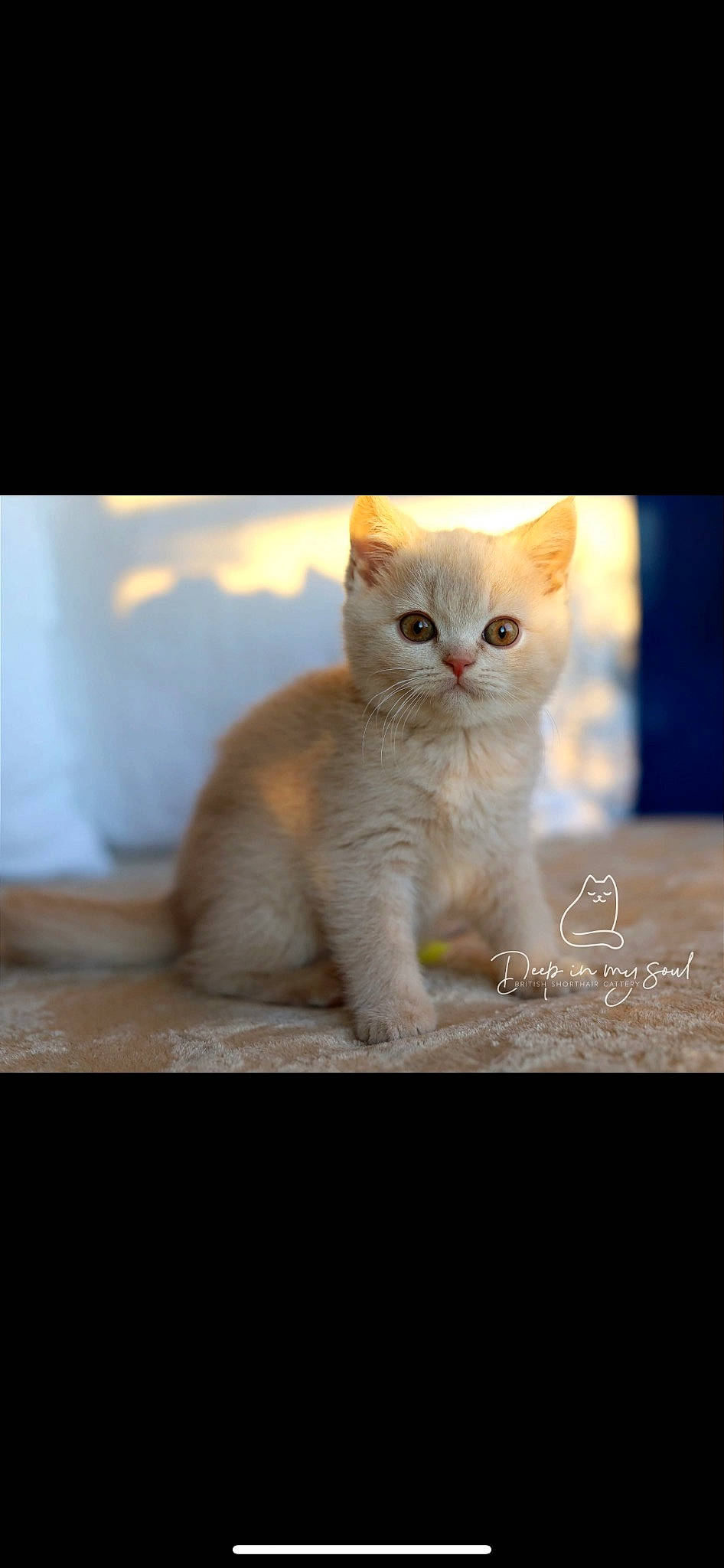 Tamas a rejoint le concours — aidez-le/la à gagner de superbes lots ! carnivore, cat, domestic_short_haired_cat, fawn, felidae, fur, paw, photo_caption, small_to_medium_sized_cats, tail, terrestrial_animal, whiskers, wildlife, wood