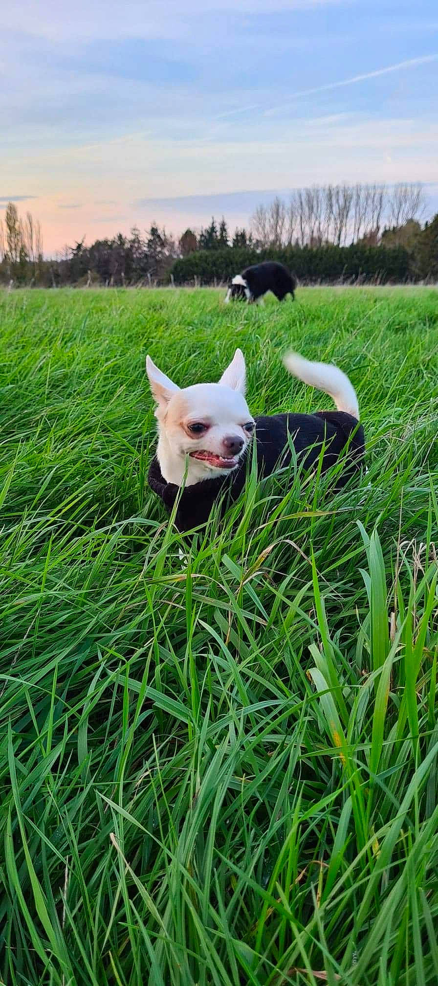 Joyka participe au concours pour gagner de l'argent avec cette photo : carnivore, companion_dog, dog_breed, eye, fawn, felidae, grass, grassland, head, lawn, mammal, meadow, plant, sky, snout, tail, terrestrial_animal, tree, vertebrate, whiskers