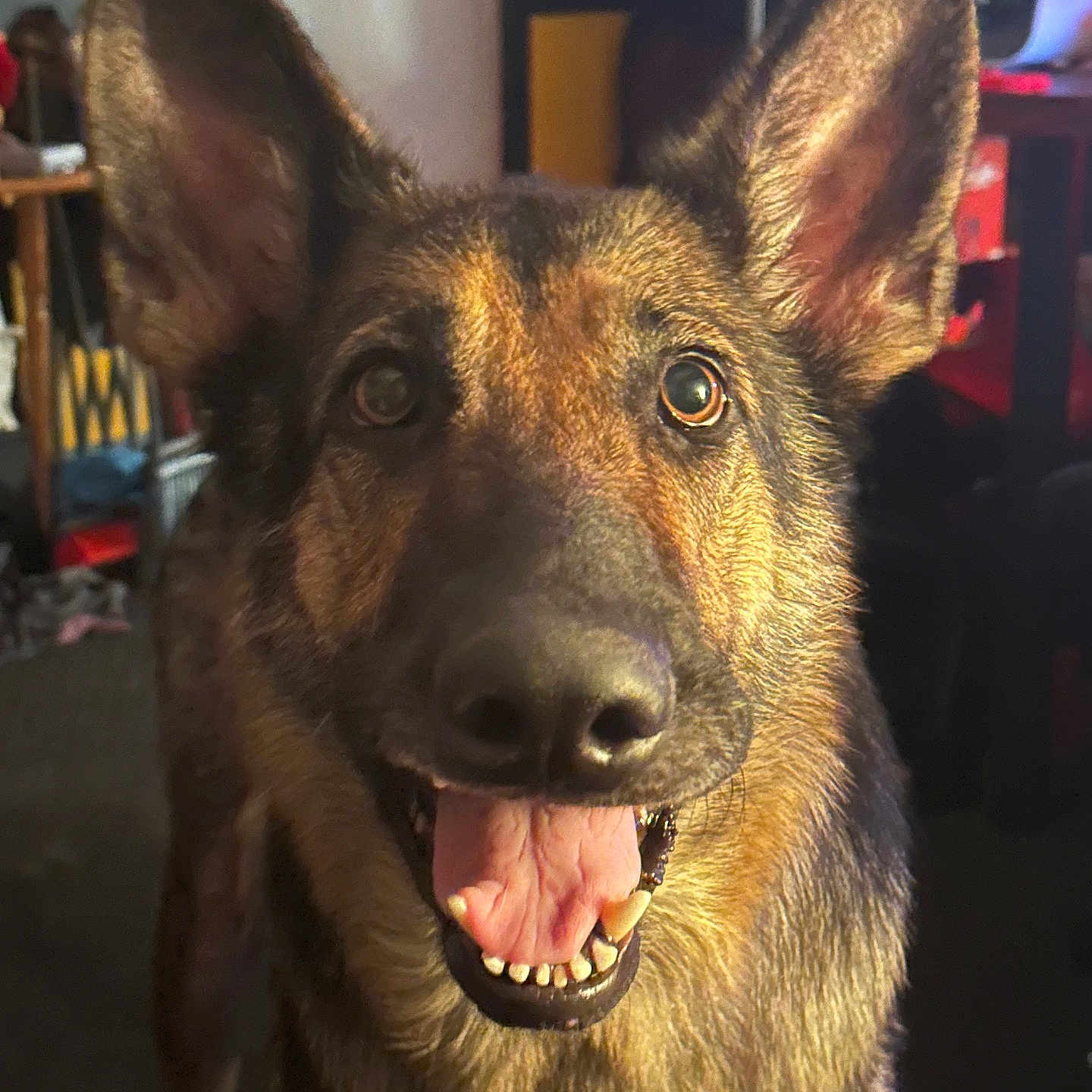 Sheeva Marie joined the competition — help win amazing prizes! animal, background, canine, close_up, dog, ears, friendly, fur, german_shepherd, happy, household, indoor, light, mouth, nose, pet, portrait, room, smiling, tongue_out