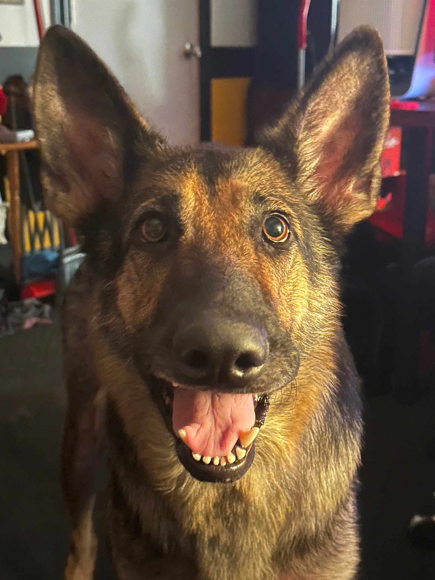 Sheeva Marie joined the competition — help win amazing prizes! animal, background, canine, close_up, dog, ears, friendly, fur, german_shepherd, happy, household, indoor, light, mouth, nose, pet, portrait, room, smiling, tongue_out