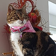 Flèche participe au concours pour gagner de l'argent avec cette photo : cat, tabby, pet, animal, indoor, collar, bandana, decor, apple, twigs, brown, white, fur, portrait, closeup, natural_light, cute, whiskers, alert, houseplant