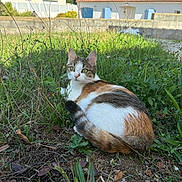 Nova participe au concours pour gagner de l'argent avec cette photo : cat, calico_cat, animal, pet, outdoor, garden, grass, weeds, wildflowers, nature, sunlight, portrait, sitting, alert, greenery, cottage, houses, blue_shutters, red_roof, backyard
