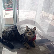 Moustic a rejoint le concours — aidez-le/la à gagner de superbes lots ! cat, tabby, indoor, sunlight, curtain, floor, collar, bell, window, glass_door, shadow, relaxed, pet, feline, whiskers, ears, paw, home, daylight, curious