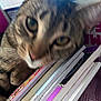 Mia joined the competition — help win amazing prizes! cat, tabby, feline, close_up, blurred, books, stack_of_books, paperback, indoor, pet, whiskers, paw, curious, eyes, nose, fur, cardboard_box, colorful, resting, shelf