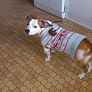 Simba a rejoint le concours — aidez-le/la à gagner de superbes lots ! accessories, animal, bulldog, canine, clothing, dog, face, hat, head, hound, husky, knitwear, person, pet, pitbull, pointer, puppy, strap, sweater, wood