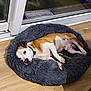 Simba a rejoint le concours — aidez-le/la à gagner de superbes lots ! animal, canine, dog, dogbed, pet