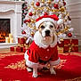 dog, christmas_tree, santa_hat, santa_costume, red_carpet, fireplace, candles, gifts, holiday, festive, decorations, ornaments, gold, red, white, indoors, pet, cute, animal, celebration