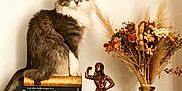 Malina a rejoint le concours — aidez-le/la à gagner de superbes lots ! animal, antique_books, books, bronze_trophy, cat, curious_cat, decoration, dried_flowers, flower_arrangement, fluffy_cat, gray_cat, home_decor, indoor, literature, sitting_cat, still_life, tabletop, trophy, vase, white_fur