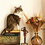 animal, antique_books, books, bronze_trophy, cat, curious_cat, decoration, dried_flowers, flower_arrangement, fluffy_cat, gray_cat, home_decor, indoor, literature, sitting_cat, still_life, tabletop, trophy, vase, white_fur