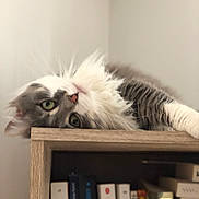 Malina a rejoint le concours — aidez-le/la à gagner de superbes lots ! books, bookshelf, cat, cozy, curious, cute, domestic_animal, feline, fluffy, fur, green_eyes, household, indoor, mammal, pet, relaxed, resting, shelf, whiskers, wood