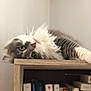 books, bookshelf, cat, cozy, curious, cute, domestic_animal, feline, fluffy, fur, green_eyes, household, indoor, mammal, pet, relaxed, resting, shelf, whiskers, wood