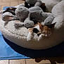 Opale participe au concours pour gagner de l'argent avec cette photo : cat, calico_cat, stuffed_animal, pet_bed, indoor, floor_tiles, cat_scratch_post, furniture, cozy, sleeping, animal, soft_toy, plush, resting, pet, domestic, feline, relaxing, home, blanket