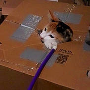 Opale participe au concours pour gagner de l'argent avec cette photo : cat, cardboard_box, paw, tape, curious, indoor, playful, pet, animal, feline, box, brown, purple_stick, whiskers, head, hole, wood, floor, taped_box, closeup