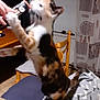 animal, calico, cat, chair, curtains, cushion, domestic, floor_tiles, furniture, home, indoor, interaction, person_hand, pet, playful, reaching, snack, table, treat, wooden_furniture