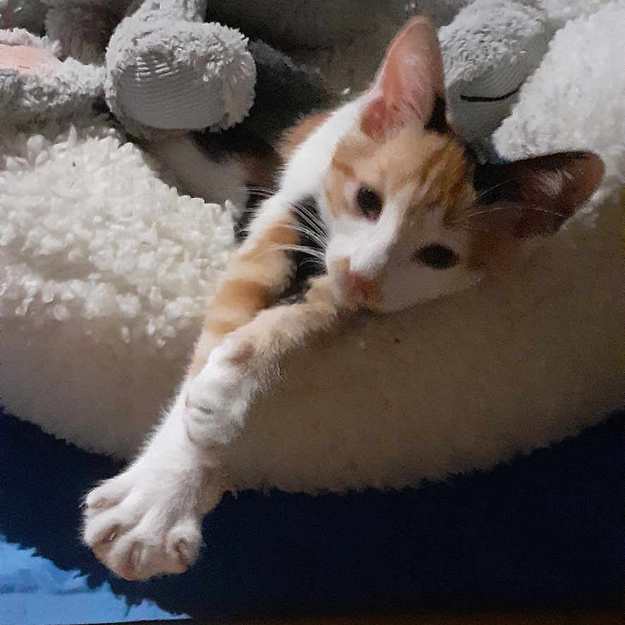 Opale a rejoint le concours — aidez-le/la à gagner de superbes lots ! animal, calico, cat, cozy, cute, domestic, feline, floor_tile, fur, indoor, pet_bed, plush_toy, relaxed, resting, shadow, sleepy, soft_texture, stretching, toy, whiskers