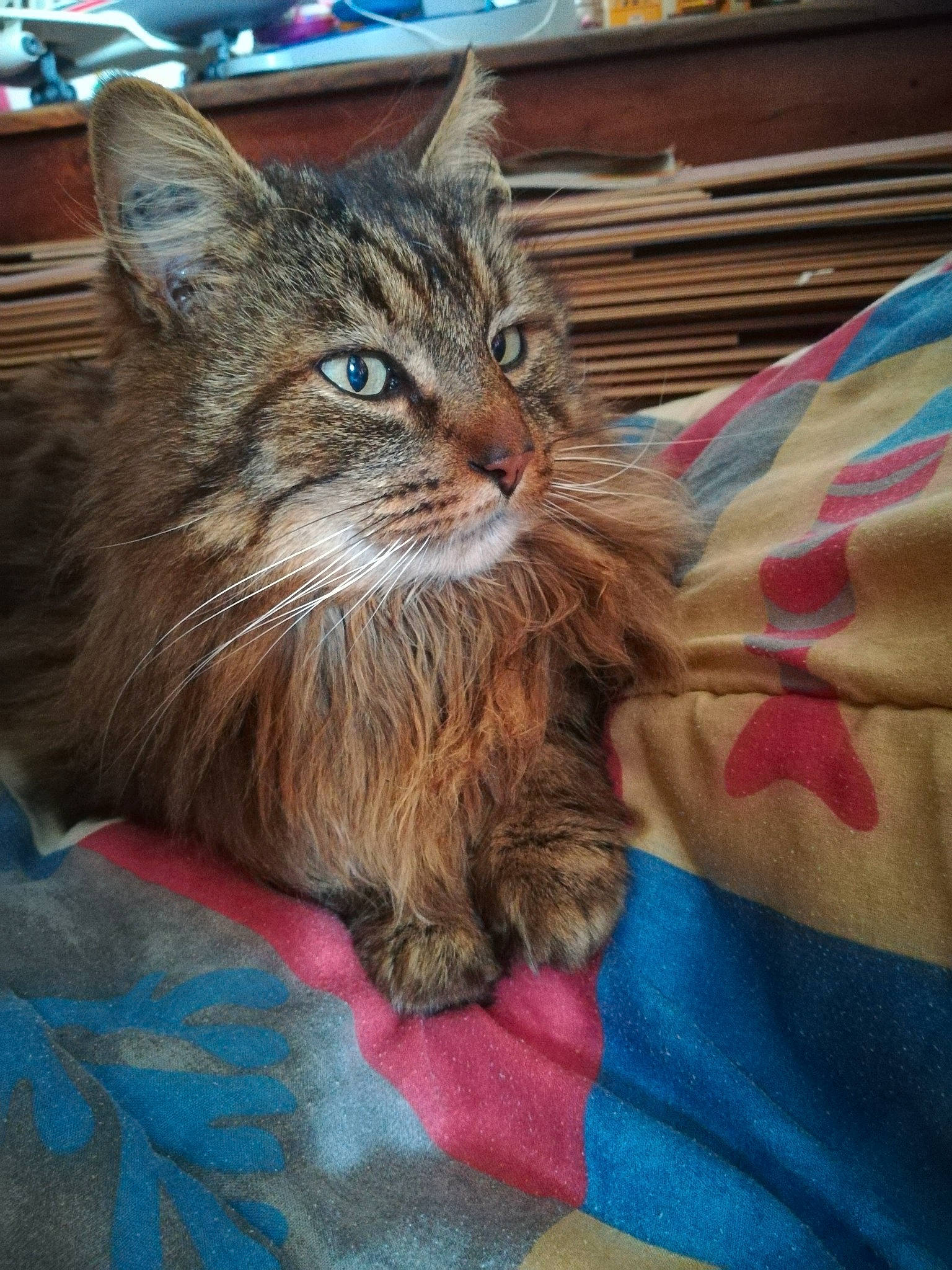 Clafoutis a rejoint le concours — aidez-le/la à gagner de superbes lots ! box, carnivore, cat, claw, comfort, domestic_short_haired_cat, electric_blue, fawn, felidae, fur, linens, maine_coon, pattern, small_to_medium_sized_cats, whiskers, wood