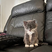 Zuko joined the competition — help win amazing prizes! kitten, cat, gray_cat, white_paws, tongue_out, leather_couch, indoor, pet, cute, furry, small_animal, sitting, cozy, household, pillow, fur, whiskers, domestic_cat, young_animal, living_room