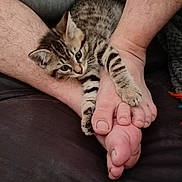 Gribouille a rejoint le concours — aidez-le/la à gagner de superbes lots ! kitten, cat, tabby, legs, feet, hairy_legs, paws, resting, curious, indoor, close_up, pet, cute, cozy, animal, feline, young_cat, domestic_cat, relaxed, human