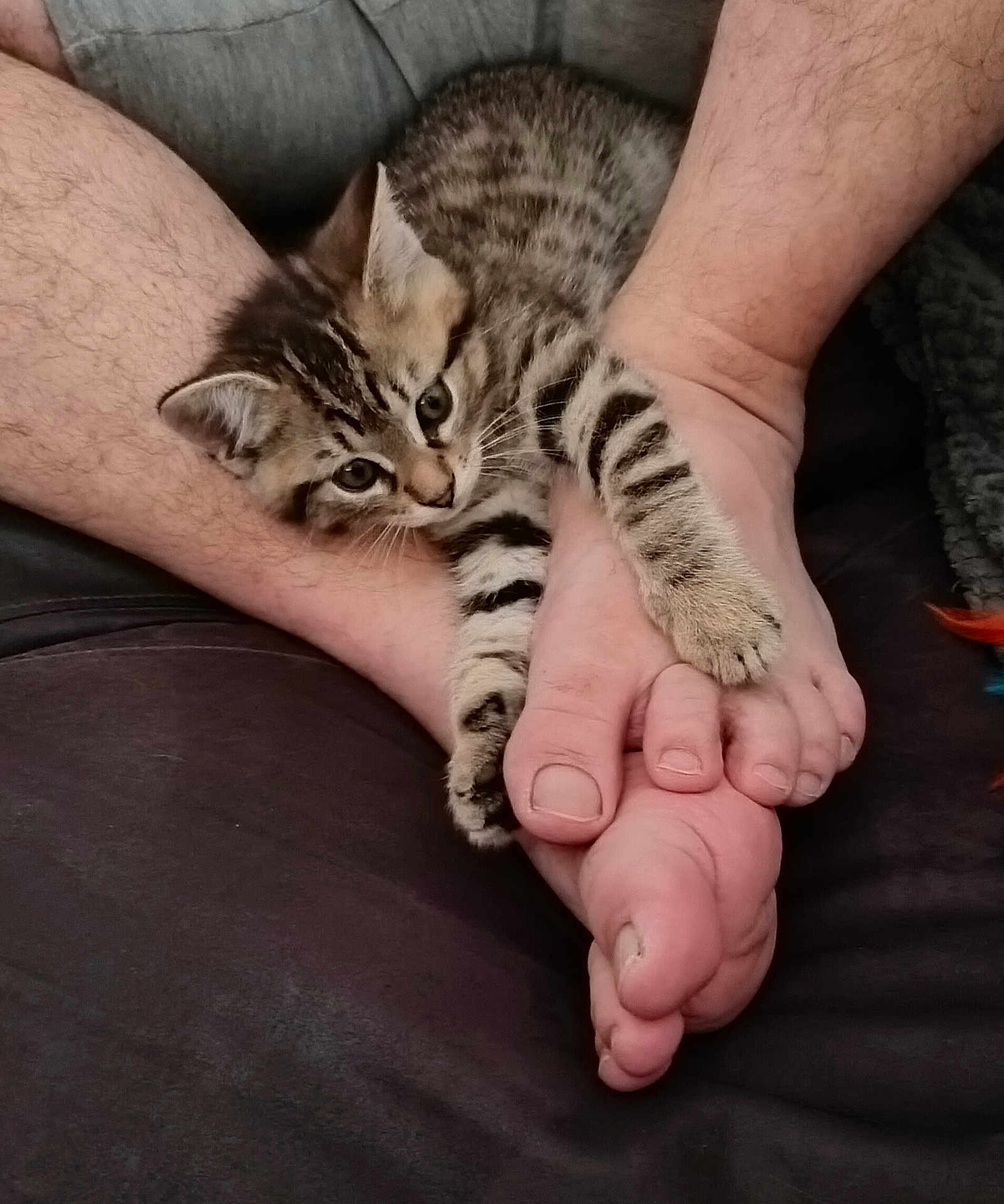 Gribouille a rejoint le concours — aidez-le/la à gagner de superbes lots ! kitten, cat, tabby, legs, feet, hairy_legs, paws, resting, curious, indoor, close_up, pet, cute, cozy, animal, feline, young_cat, domestic_cat, relaxed, human