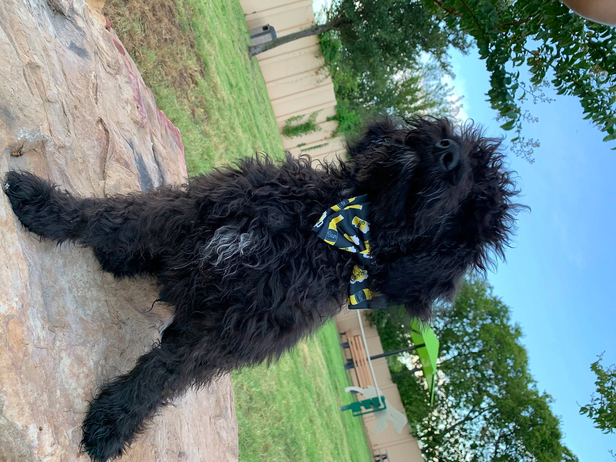 Cooper is registered to the contest to win money with this photo: canidae, carnivore, collar, companion_dog, dog, dog_breed, dog_collar, dog_supply, fur, portuguese_water_dog, small_terrier, snout, sporting_group, tail, terrier, toy_dog, water_dog, working_animal, working_dog