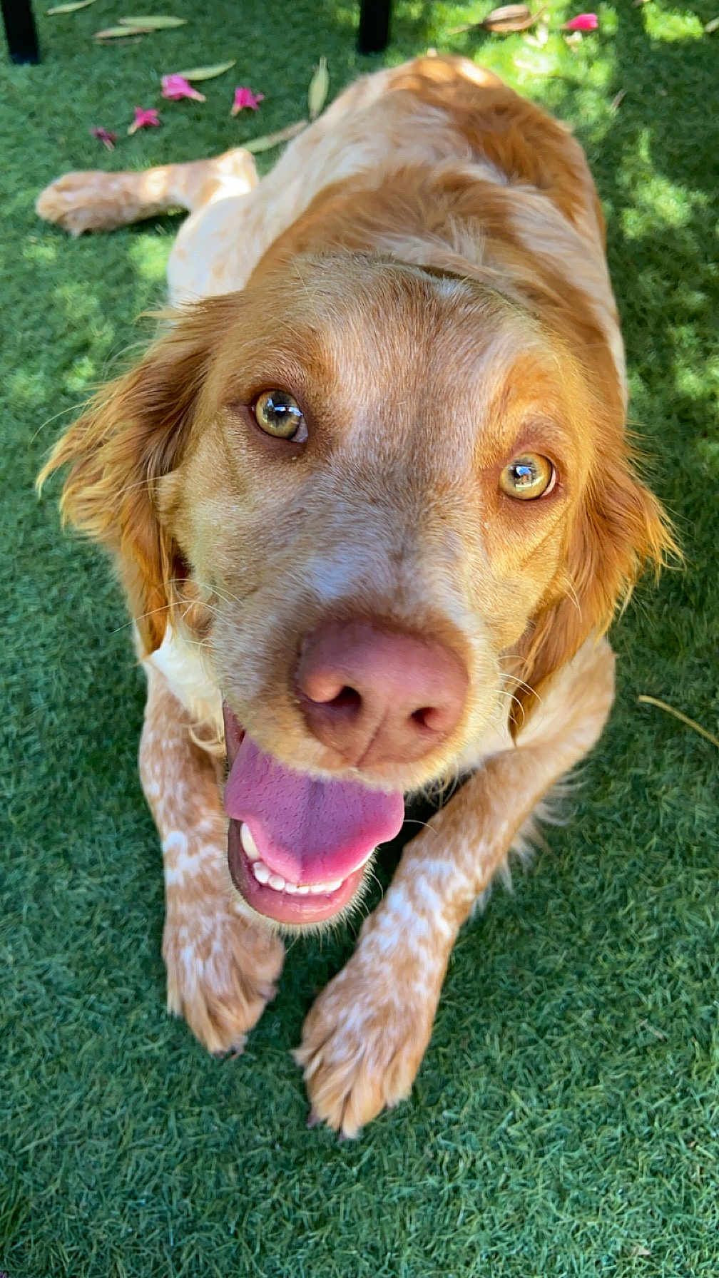 Ruby a rejoint le concours — aidez-le/la à gagner de superbes lots ! dog, canine, pet, grass, outdoor, tongue, happy, closeup, animal, nature, playful, fur, ears, nose, paws, summer, sunlight, cheerful, friendly, expression