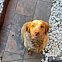 Ruby participe au concours pour gagner de l'argent avec cette photo : dog, golden_retriever, pet, outdoor, stone_patio, white_pebbles, looking_up, curly_fur, smiling, animal, canine, friendly, sunlight, garden, nature, brown, fur, cute, companion, happy
