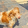 dog, canine, pet, animal, outdoor, sunlight, tile_floor, brown_and_white, stick, looking_up, ears, fur, shadow, nose, eyes, daylight, curious, playful, domestic_animal, companion