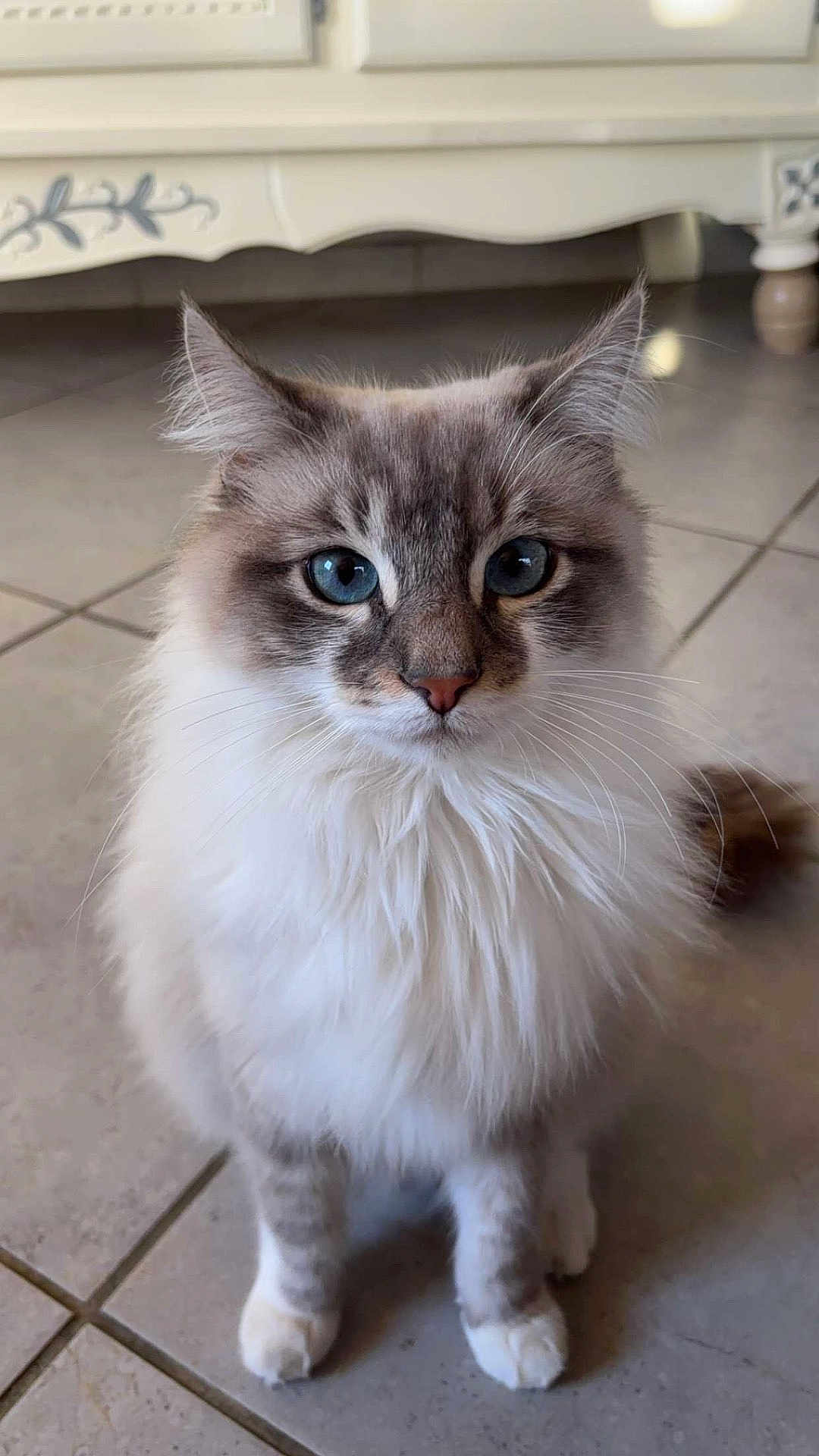 Gribouille a rejoint le concours — aidez-le/la à gagner de superbes lots ! cat, blue_eyes, fluffy, fur, whiskers, sitting, floor, tile, indoor, pet, animal, closeup, portrait, curious, domestic_cat, feline, soft_light, decor, background, calm