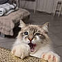 Gribouille a rejoint le concours — aidez-le/la à gagner de superbes lots ! cat, fluffy, paws, indoor, fur, wide_eyes, playful, furniture, blanket, cozy, table, curtains, home, pet, animal, cute, tongue_out, claws, close_up, background_blur