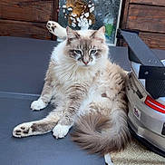 Gribouille participe au concours pour gagner de l'argent avec cette photo : cat, fluffy, relaxed, model_car, porsche_gt3, wooden_wall, decorative_window, floral_pattern, indoor, sitting, tail, paw, gray, white, feline, pet, toy_car, table_surface, closeup, animal