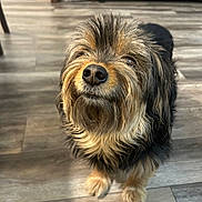 Ziggy is registered to the contest to win money with this photo: animal, black, brown, canine, closeup, cute, dog, domestic, ears, flooring, fur, home, indoor, lighting, muzzle, pet, portrait, scruffy, whiskers, wooden_floor