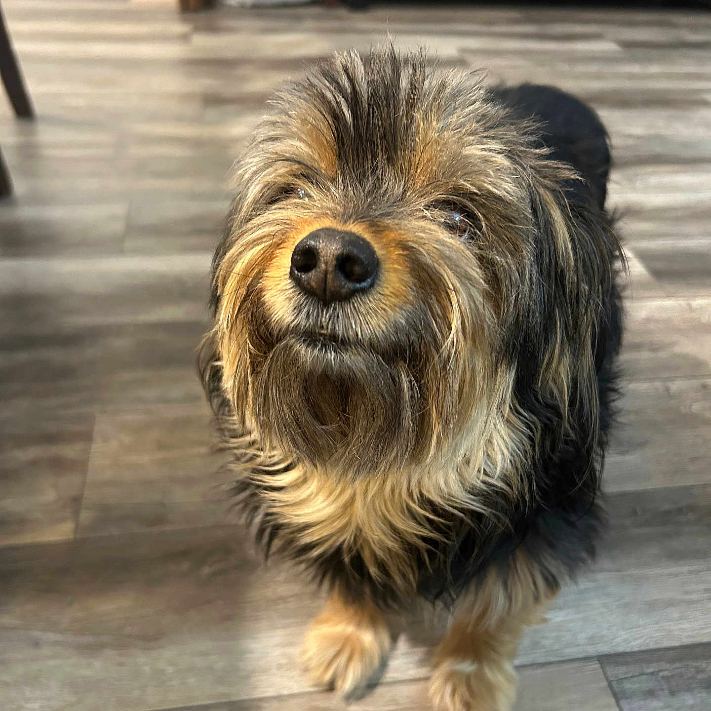 Ziggy