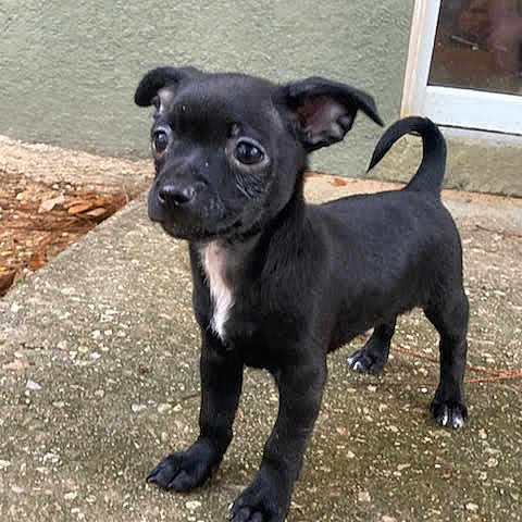 Sammy joined the competition — help win amazing prizes! puppy, dog, black_dog, outdoor, concrete, curious, ears, tail, young, pet, animal, small, standing, alert, front_paws, side_view, house, door, texture, daylight