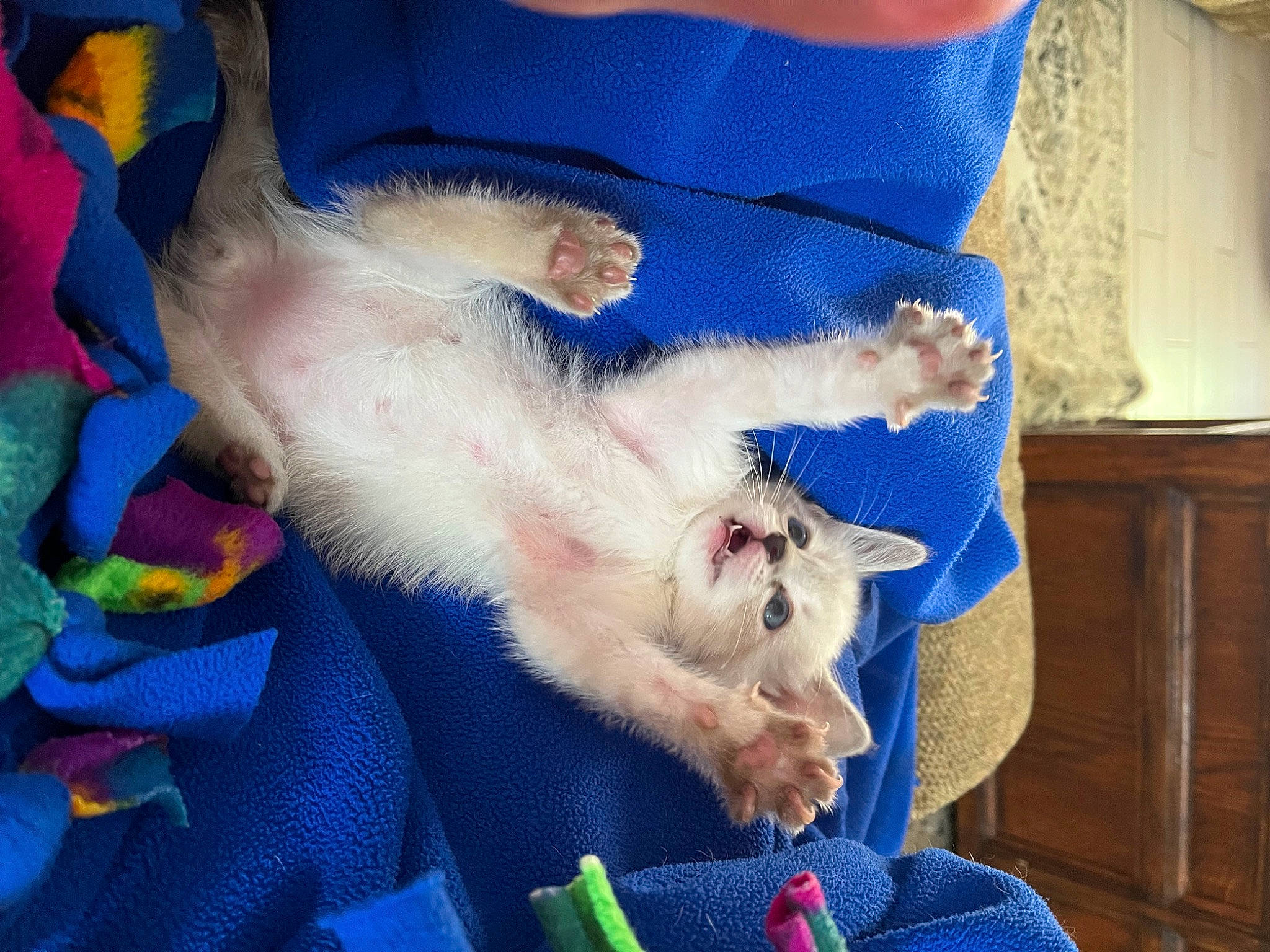 Blue is registered to the contest to win money with this photo: blue, canidae, carnivore, cat, comfort, companion_dog, dog_breed, electric_blue, fawn, felidae, foot, fur, gesture, lap, paw, small_to_medium_sized_cats, snout, spitz, tail, whiskers