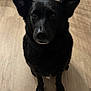 dog, black_dog, pet, indoor, wooden_floor, ears_up, sitting, animal, canine, domestic_animal, portrait, fur, looking_up, cute, companion, friendly, household, mammal, waiting, calm