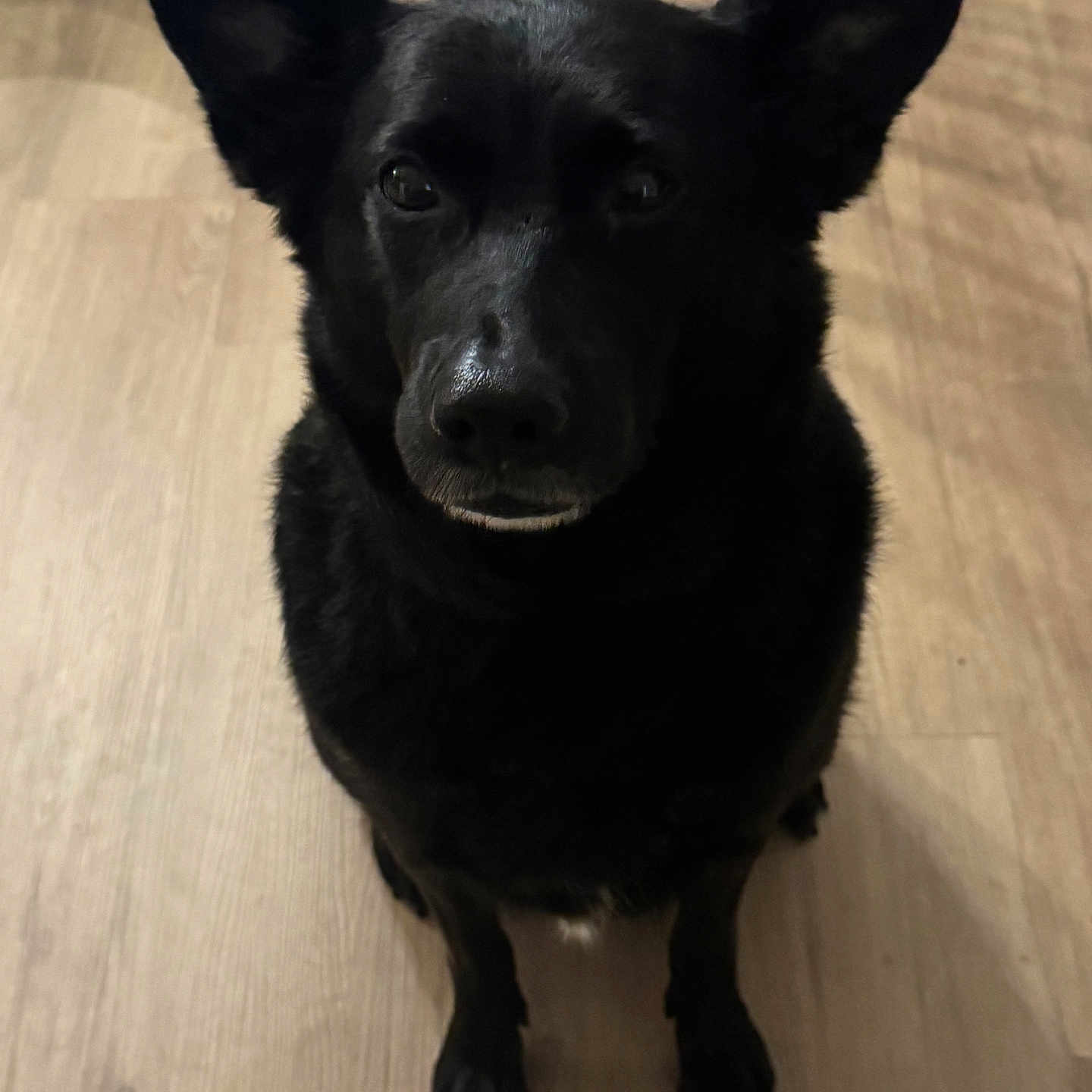 Ruby Sue joined the competition — help win amazing prizes! animal, black_dog, calm, canine, companion, cute, dog, domestic_animal, ears_up, friendly, fur, household, indoor, looking_up, mammal, pet, portrait, sitting, waiting, wooden_floor