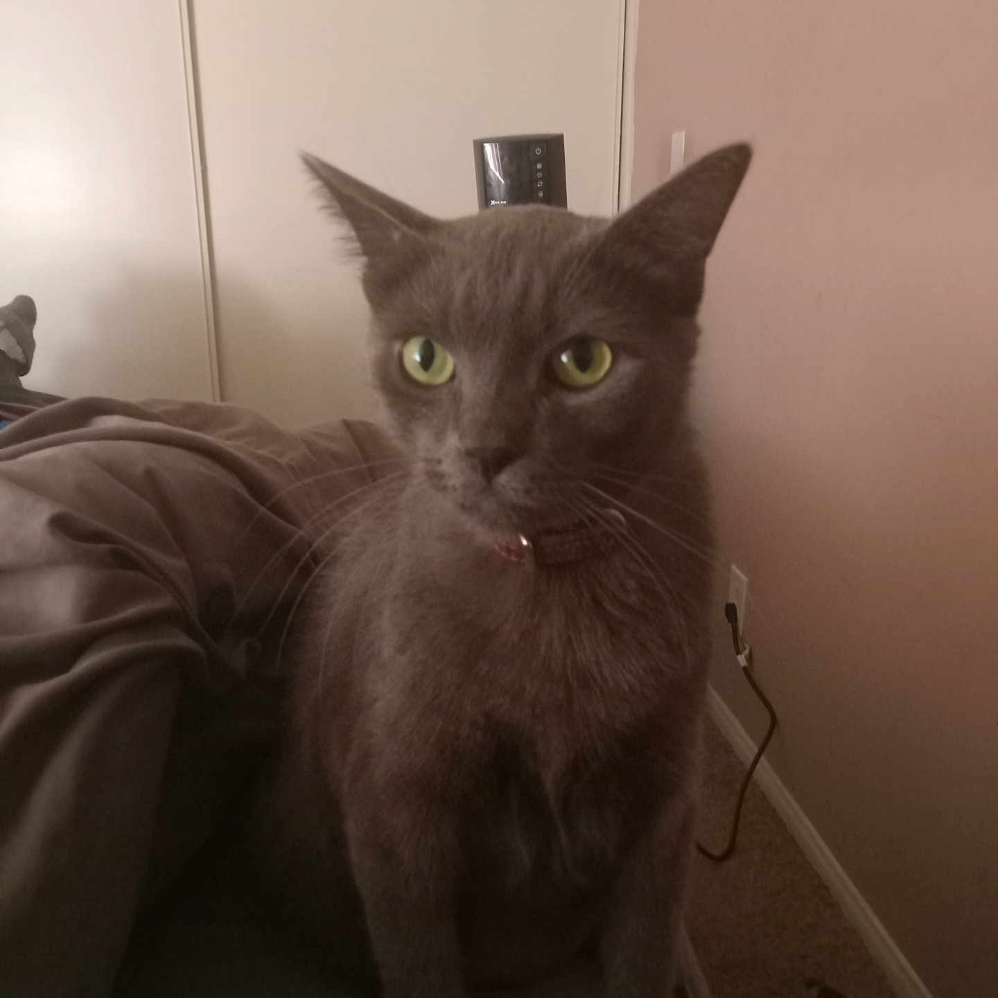 Snickers Huddleston is registered to the contest to win money with this photo: abyssinian, angora, animal, blackcat, blanket, cat, chair, couch, egyptiancat, furniture, indoors, kitten, manx, pet, plywood, siamese, wood
