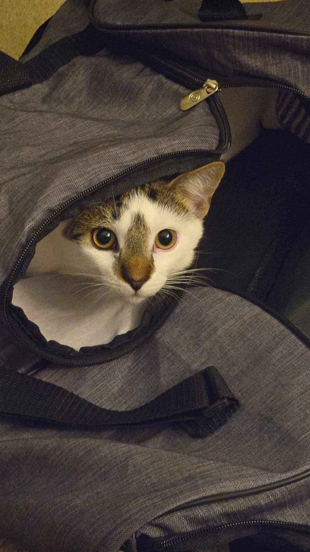 Georgie