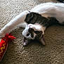 Georgie is registered to the contest to win money with this photo: cat, pet, carpet, toy, plush_toy, hot_dog_toy, playful, white_fur, brown_fur, indoor, animal, cute, whiskers, paw, stretching, looking_upside_down, ears, feline, relaxed, curious