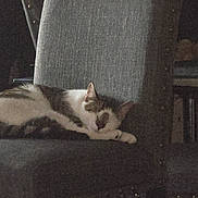 Georgie is registered to the contest to win money with this photo: cat, sleeping, chair, gray, indoor, feline, resting, pet, cozy, quiet, furniture, domestic, animal, calm, home, relaxing, soft, texture, peaceful, napping