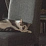 cat, sleeping, chair, gray, indoor, feline, resting, pet, cozy, quiet, furniture, domestic, animal, calm, home, relaxing, soft, texture, peaceful, napping