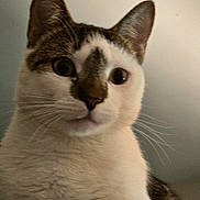 Georgie joined the competition — help win amazing prizes! animal, cat, close_up, curious, cute, domestic, ears, eyes, face, feline, fur, indoor, mammal, nose, pet, portrait, soft_light, tabby, whiskers, white_fur