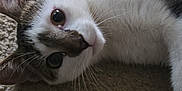 Georgie joined the competition — help win amazing prizes! cat, animal, pet, feline, carpet, indoor, whiskers, ears, fur, lying_down, close_up, domestic_animal, cute, face, eyes, white, gray, striped, relaxed, curious