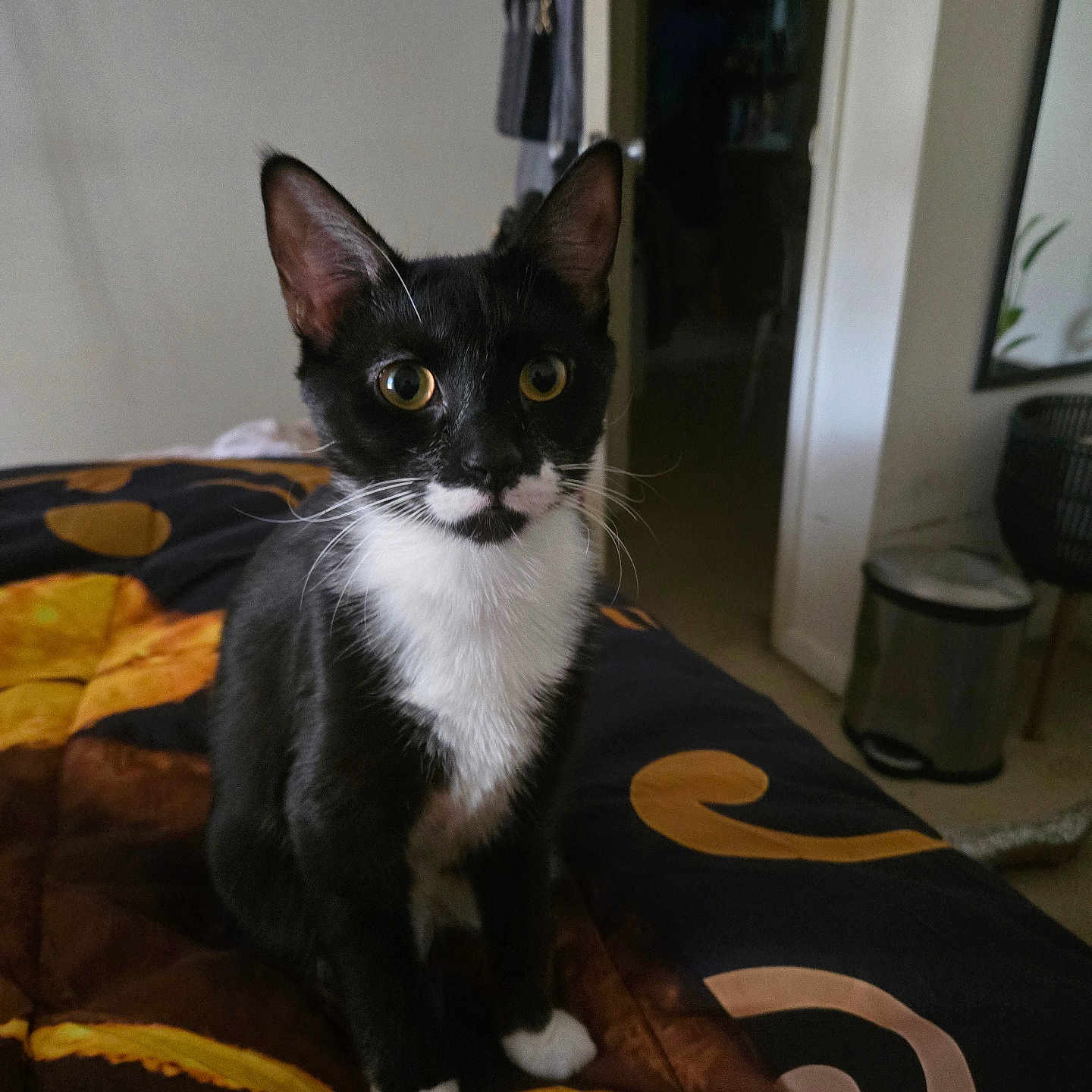 Ms. Meow Meow joined the competition — help win amazing prizes! animal, bed, black_and_white, blanket, cat, curious, ears, eyes, feline, fur, furniture, home, indoor, mirror, paws, pet, room, trash_can, tuxedo_cat, whiskers