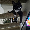 Ms. Meow Meow is registered to the contest to win money with this photo: animal, black_and_white, carpeted_cat_tree, cat, claws, curious, cute, domestic_animal, feline, furniture, home, indoor, living_room, lounging, paw, pet, relaxed, television, tuxedo_cat, whiskers